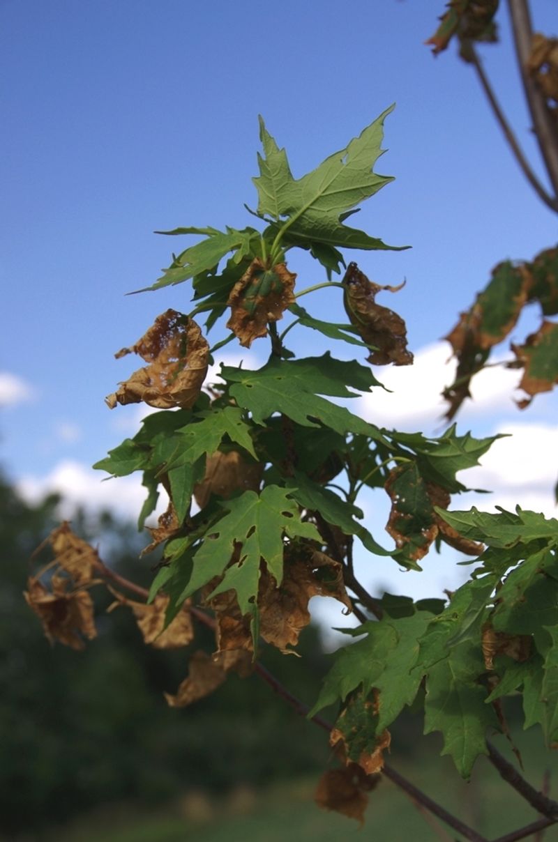Drought Stress Triggers Early Shedding Drought Stress Triggers Early Shedding