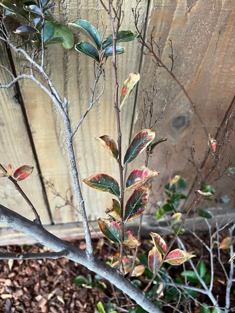 Drought Stressed Plants Should Not Be Fertilized Drought Stressed Plants Should Not Be Fertilized