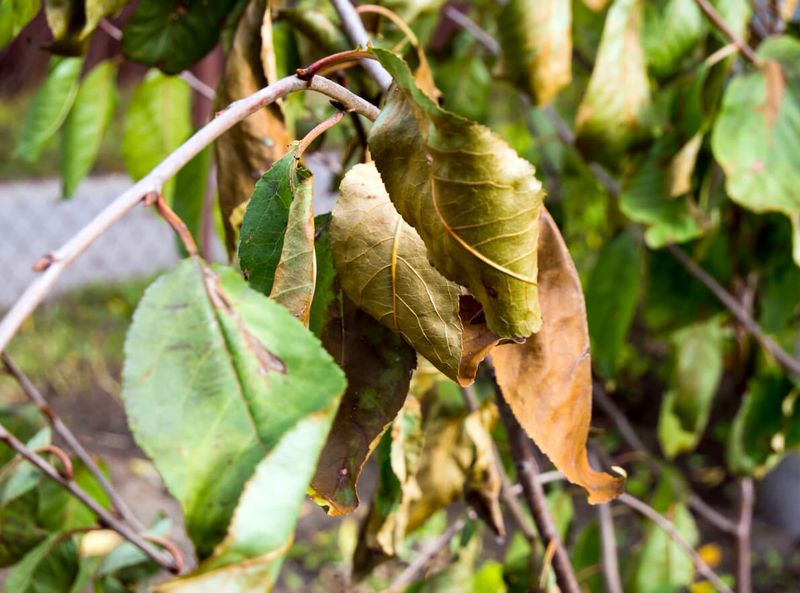 Drought-Stressed Trees That Need Recovery Before Fertilizer Applications
