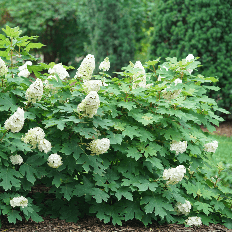 Drought Tolerance Beats Other Hydrangeas