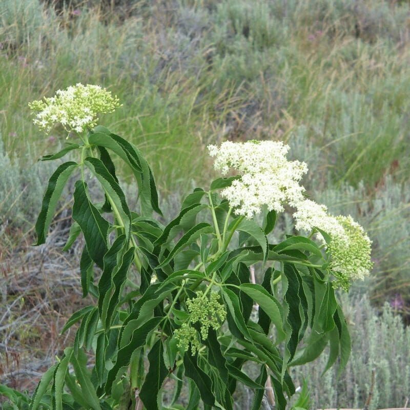 Drought Tolerance For Water-Wise Arizona Landscapes