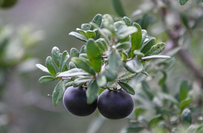 Drought Tolerance Rivals Any Big Box Shrub