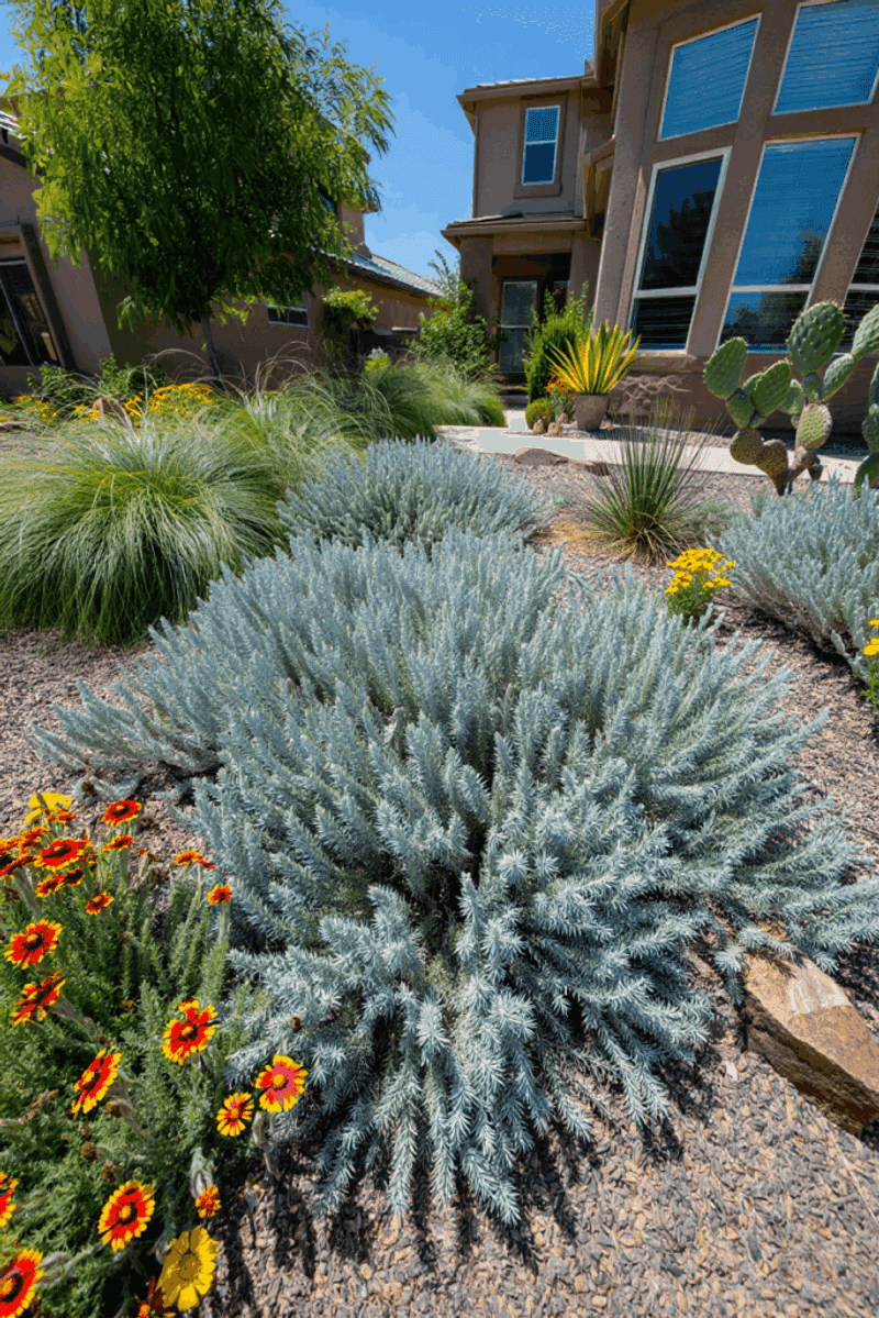 Drought Tolerant Just Means It Handles Dry Spells