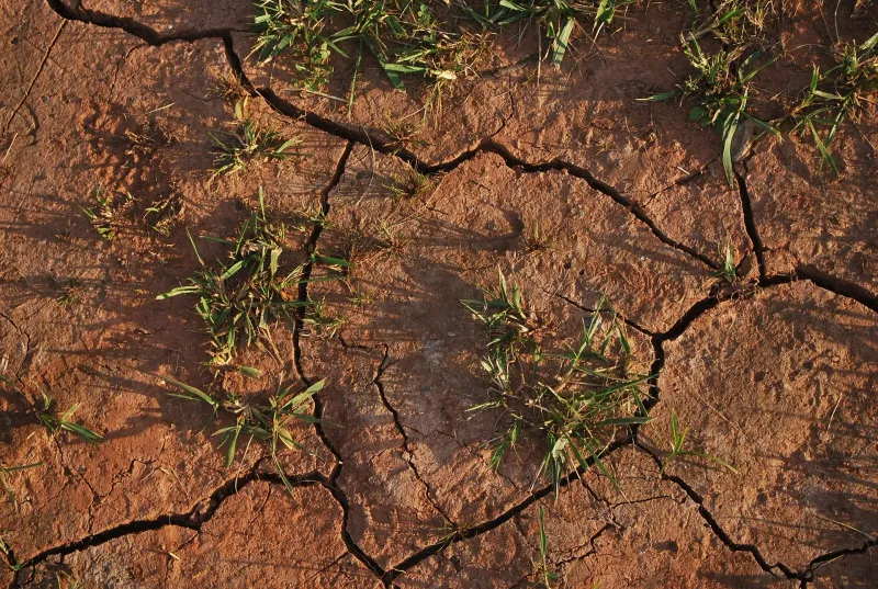Drought Triggers A Protective Survival Mode