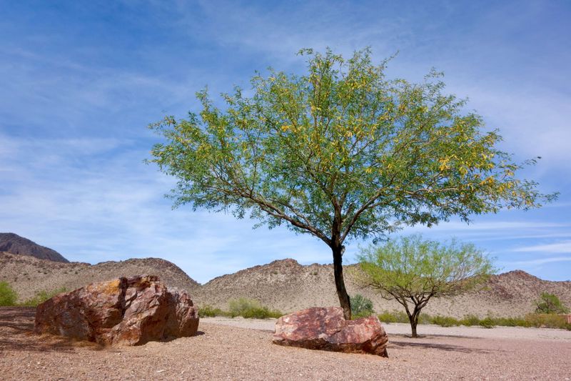 Drought-tolerant does not mean water-free Drought-tolerant does not mean water-free