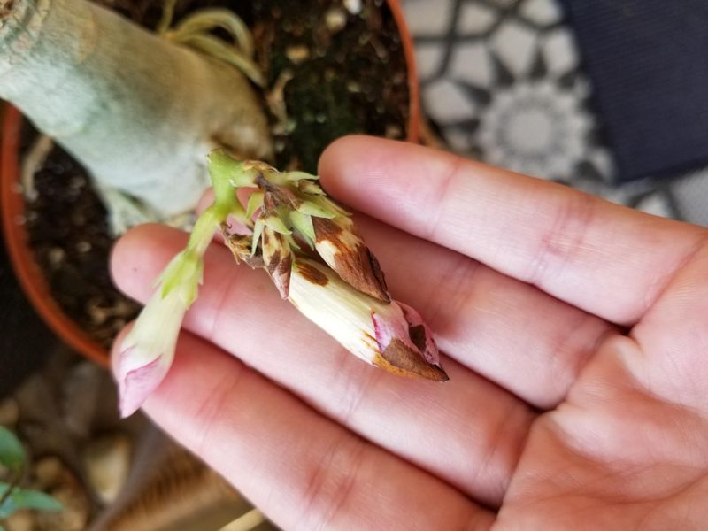Dry Air Causing Buds To Drop Dry Air Causing Buds To Drop