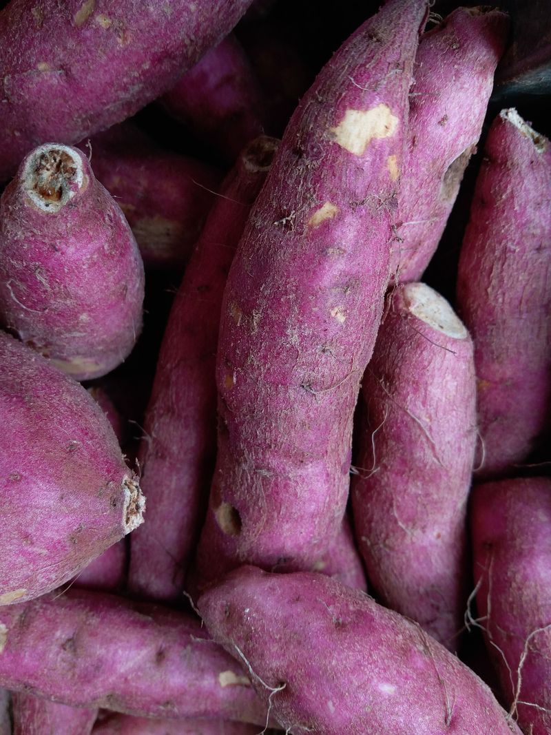 Dry And Store The Tubers For Spring Dry And Store The Tubers For Spring