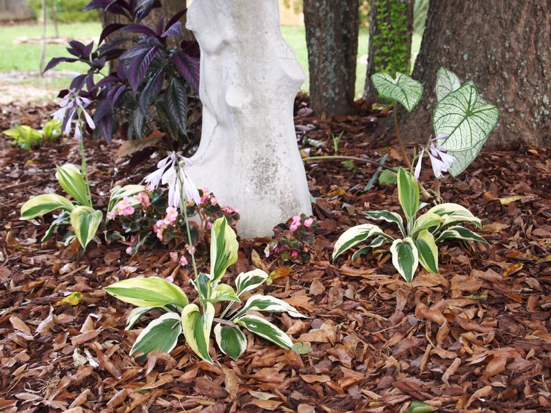 Dry Areas Under Large Trees