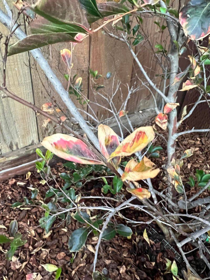 Dry Conditions Can Push The Color Change Along Dry Conditions Can Push The Color Change Along