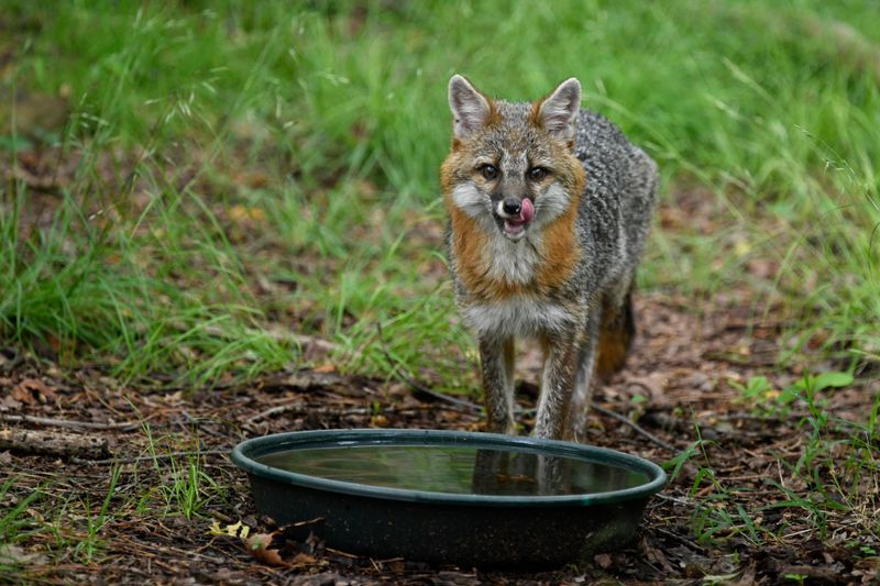 Dry Fall Weather Sends Foxes Searching For Water Dry Fall Weather Sends Foxes Searching For Water