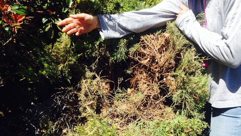 Dry Material Builds Up Inside The Shrub