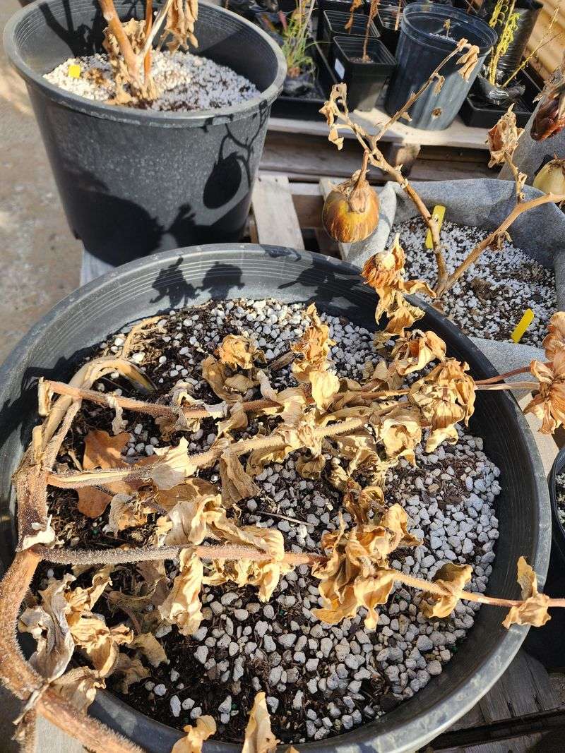 Dry Material Hides Inside Live Growth Dry Material Hides Inside Live Growth
