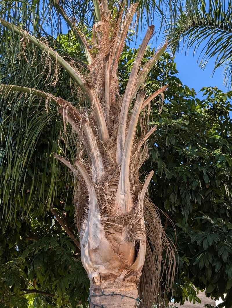 Dry Palm Fronds Add Serious Fuel Dry Palm Fronds Add Serious Fuel