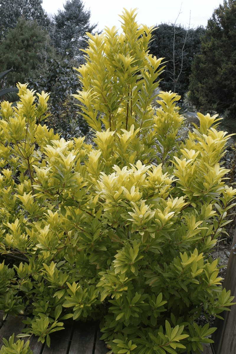 Dry Roots Can Create Problems For Evergreen Anise Shrubs