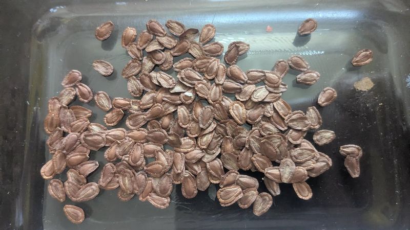 Dry Seeds On A Flat Surface Dry Seeds On A Flat Surface
