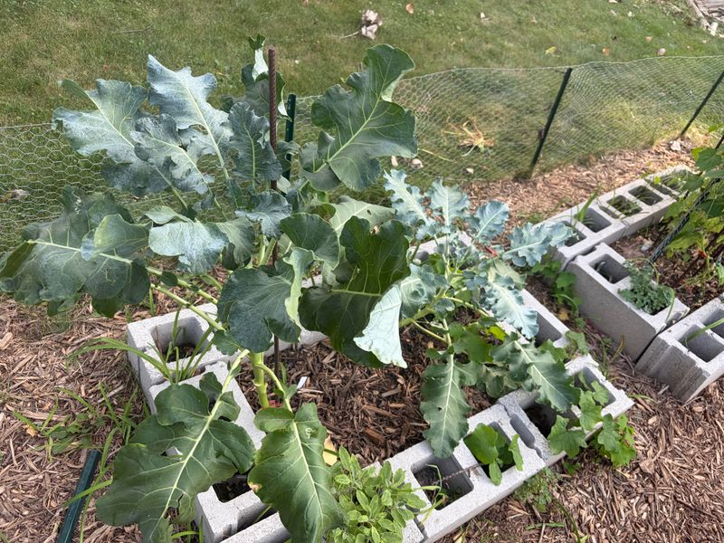 Dry Soil Can Add More Stress
