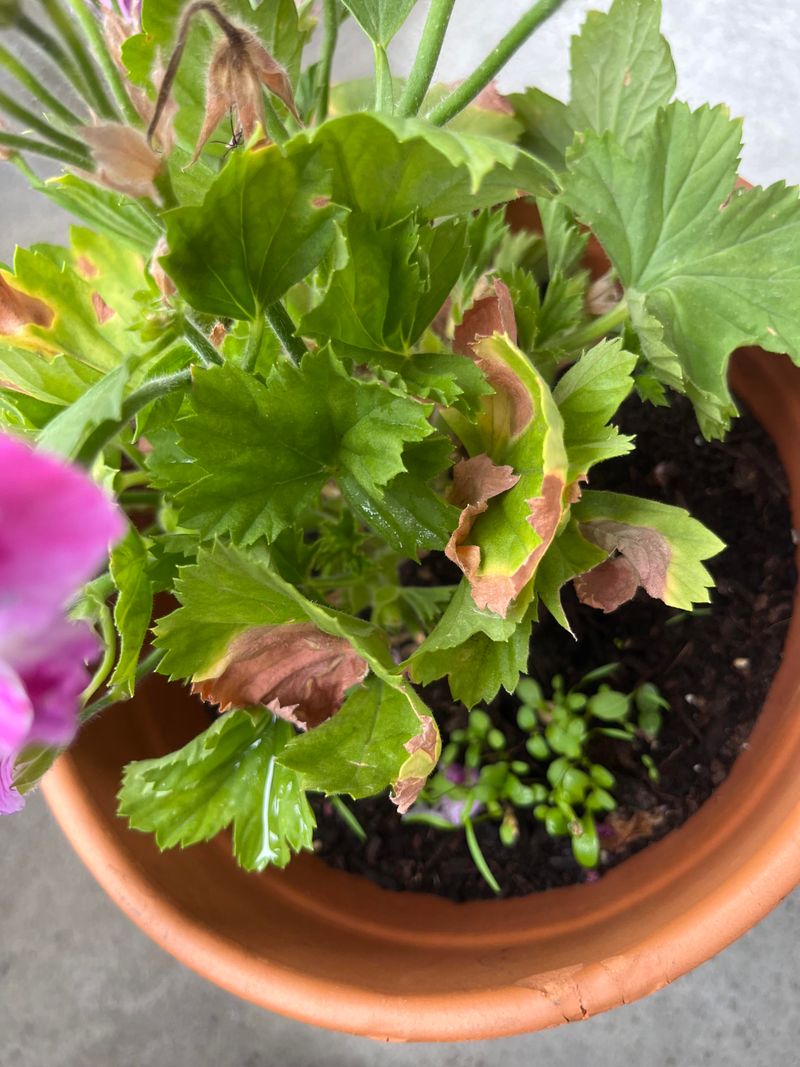 Dry Soil Can Also Cause Yellowing Dry Soil Can Also Cause Yellowing