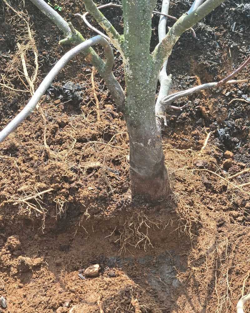 Dry Soil Can Slow Down Early Root Development Dry Soil Can Slow Down Early Root Development