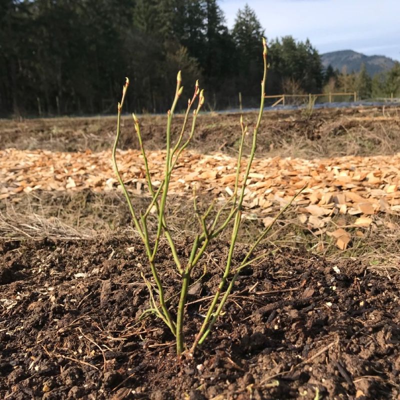 Dry Soil Can Work Against The Buds Forming Now Dry Soil Can Work Against The Buds Forming Now