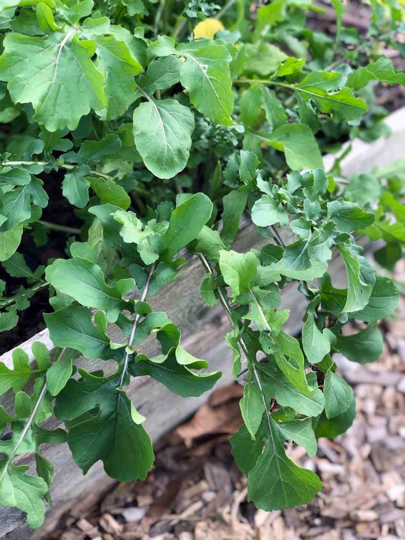 Dry Soil Makes Feeding Damage Worse