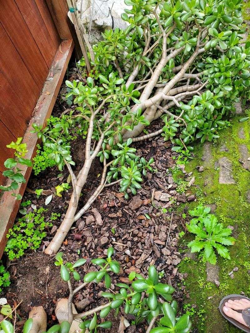 Dry Soil Makes Plants Less Stable