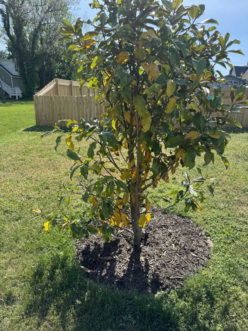 Dry Soil May Be Taking A Toll On The Tree Dry Soil May Be Taking A Toll On The Tree