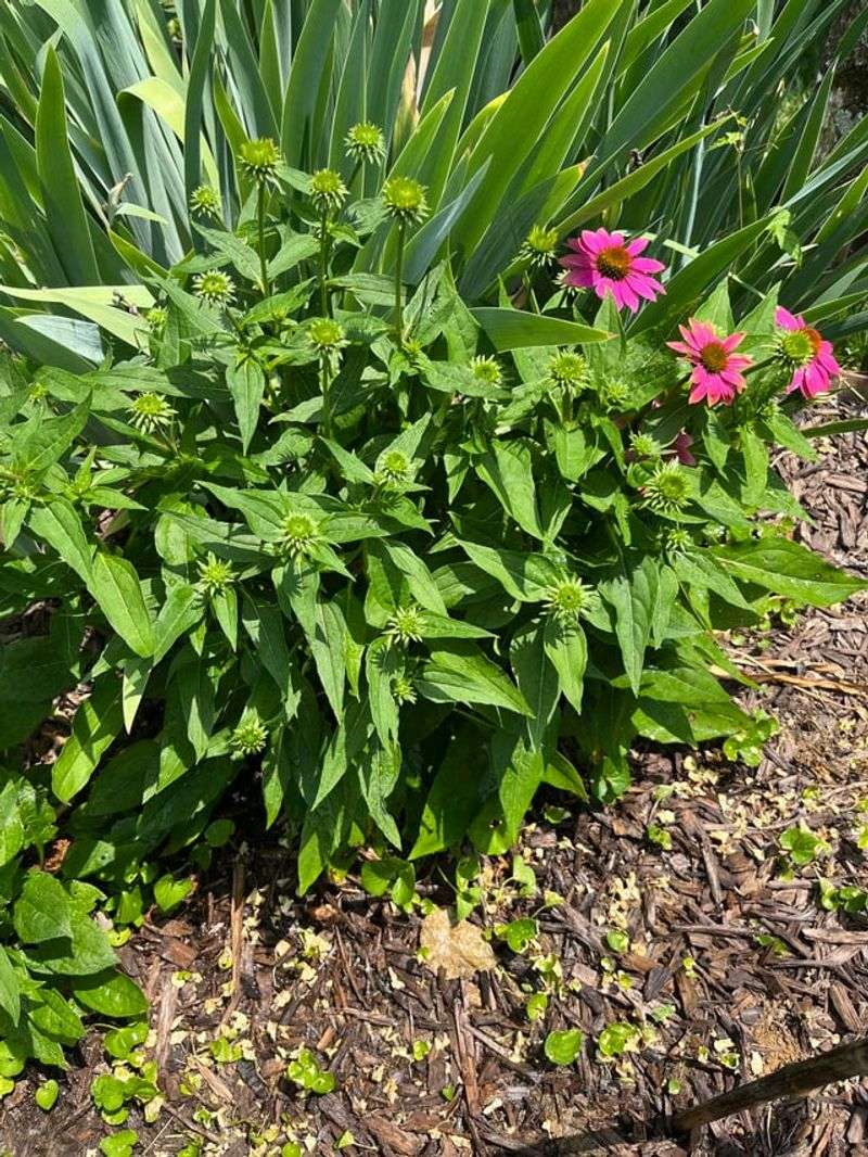 Dry Spells And Uneven Watering