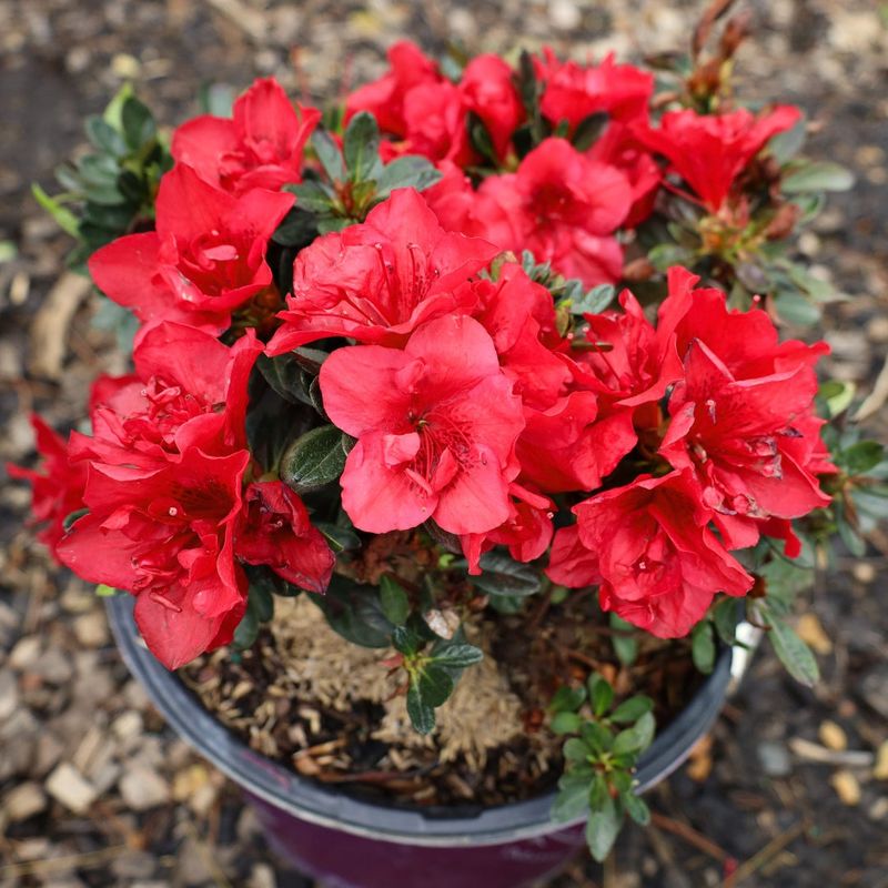 Dry Spells Can Work Against Developing Blooms
