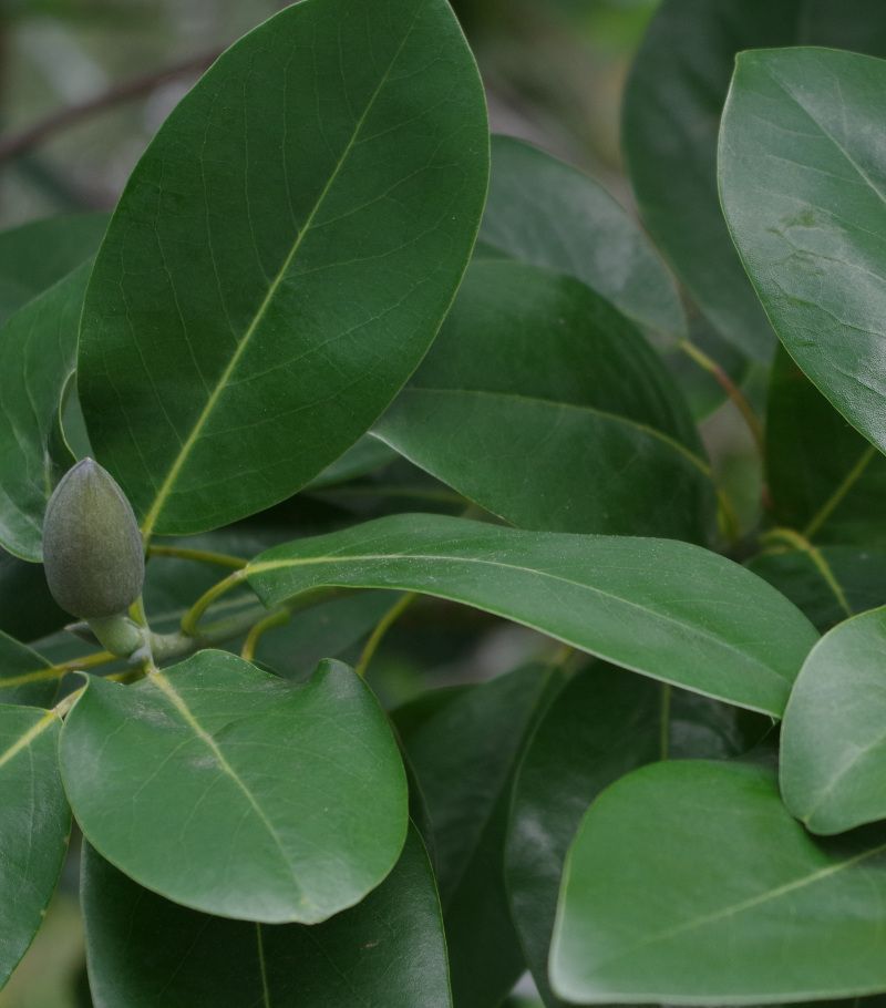 Dry Spells Cause Buds To Drop Later Dry Spells Cause Buds To Drop Later