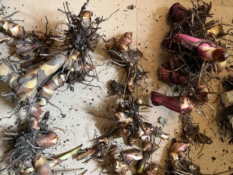 Dry The Rhizomes Before Storage