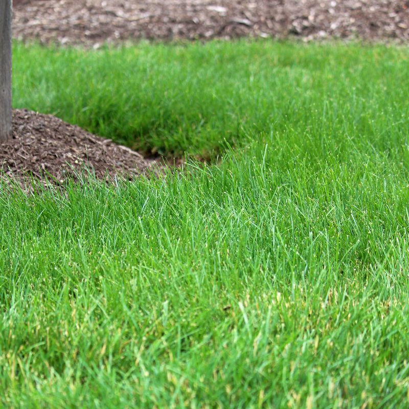 Dry Turf Makes The First Cuts Much Cleaner Dry Turf Makes The First Cuts Much Cleaner