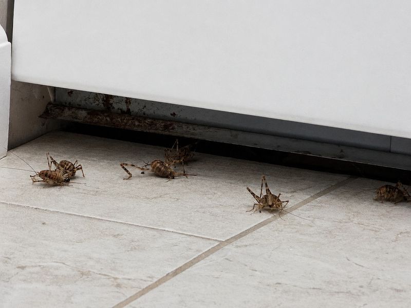 Dry Weather Sends Them Hunting For Water Dry Weather Sends Them Hunting For Water