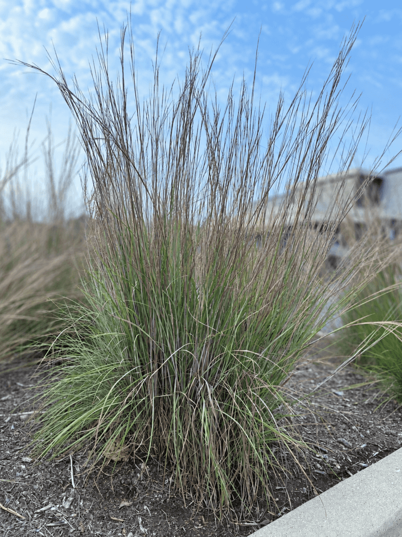 Dry Well Drained Ground Suits It Better Than Wet Soil Dry Well Drained Ground Suits It Better Than Wet Soil
