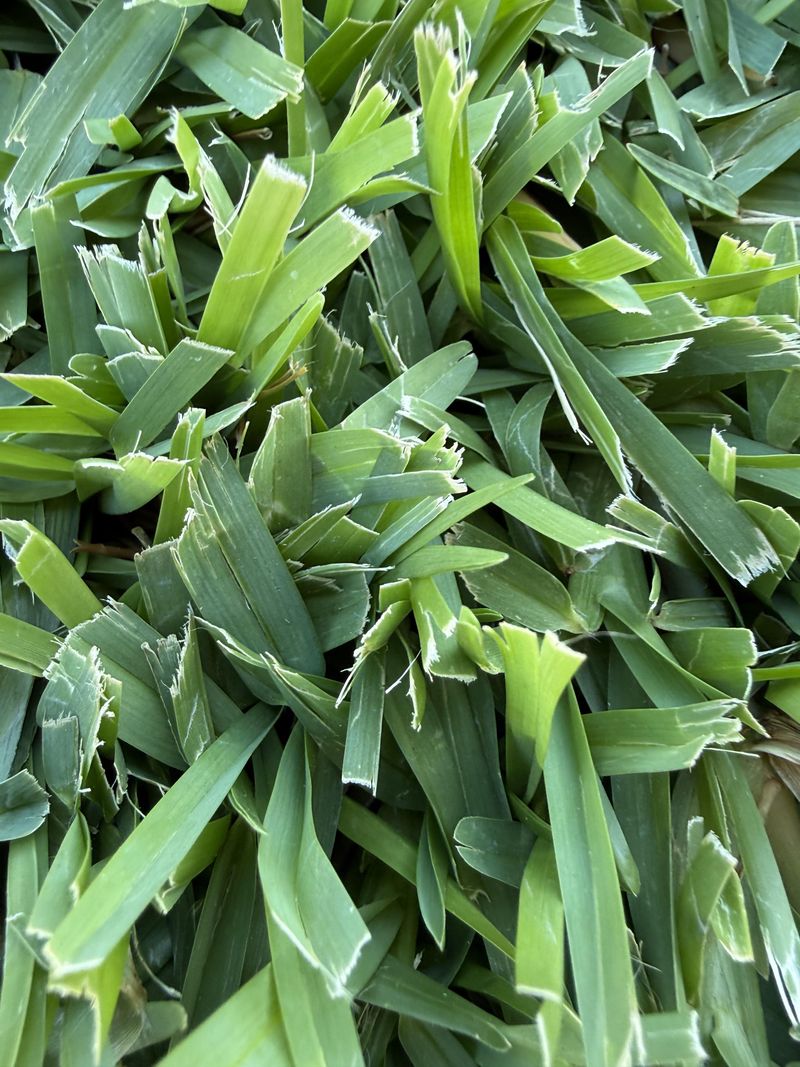 Dull Blades Shred And Stress The Grass