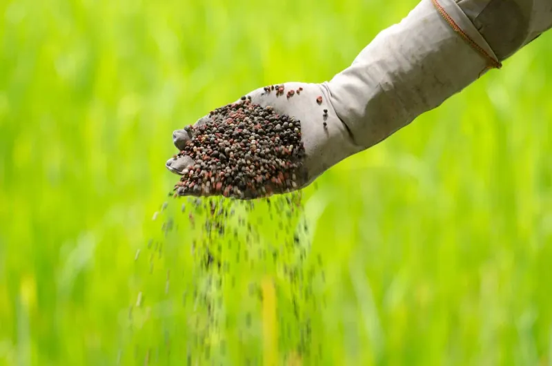 Dumping Quick-Release Products On Stressed Turf