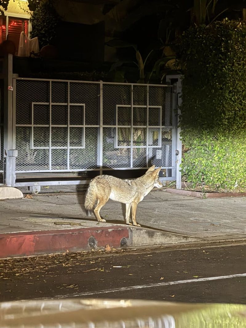 Dusk Is A Normal Time For Coyote Activity