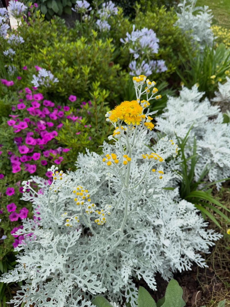 Dusty Miller Dusty Miller