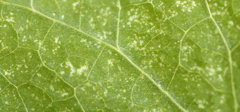 Dusty Speckles, Not A Thirsty Plant