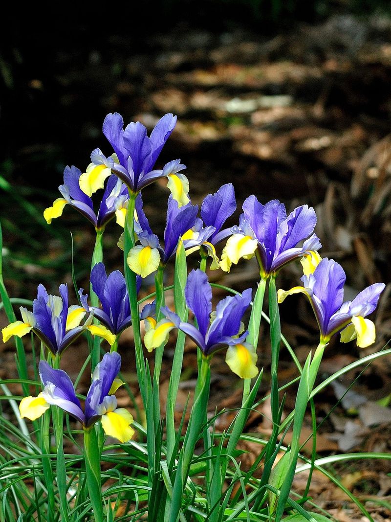Dutch Iris Dutch Iris
