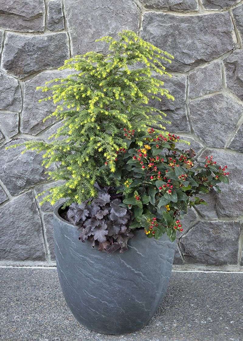 Dwarf Conifers With Trailing Ivy Dwarf Conifers With Trailing Ivy