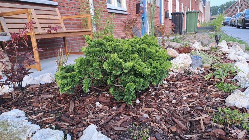 Dwarf Hinoki Cypress Adds Texture To Front Yards