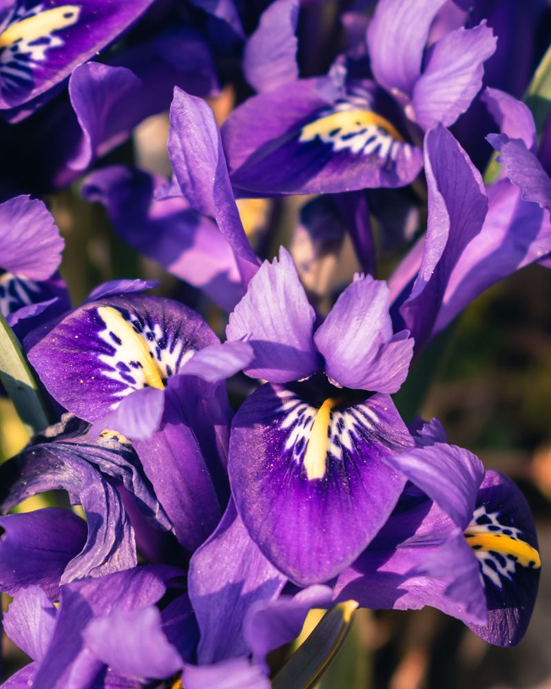 Dwarf Iris Adds Jewel Tones To Late Winter Dwarf Iris Adds Jewel Tones To Late Winter