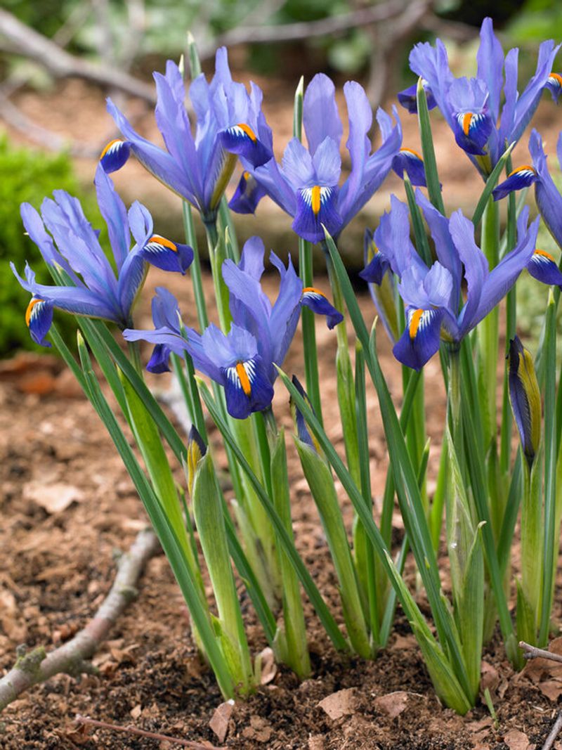 Dwarf Iris (Iris reticulata)