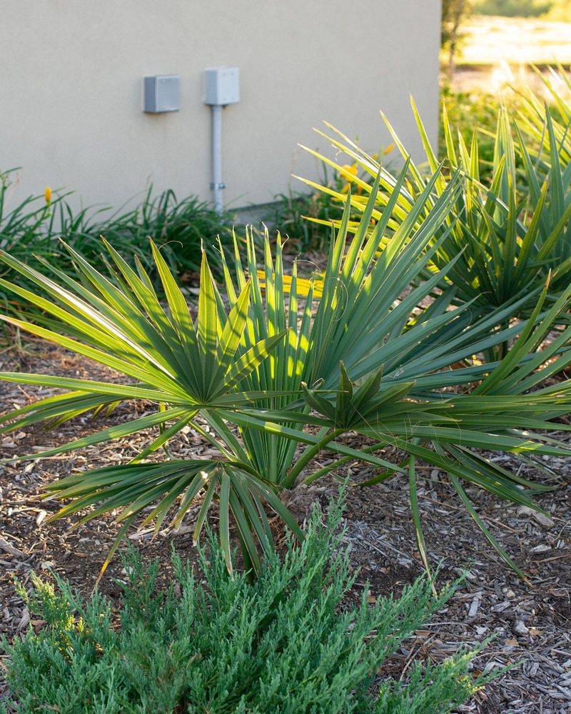 Dwarf Palmetto Dwarf Palmetto