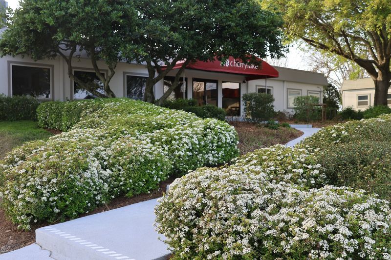 Dwarf Walter's Viburnum (Mrs. Schiller's Delight)