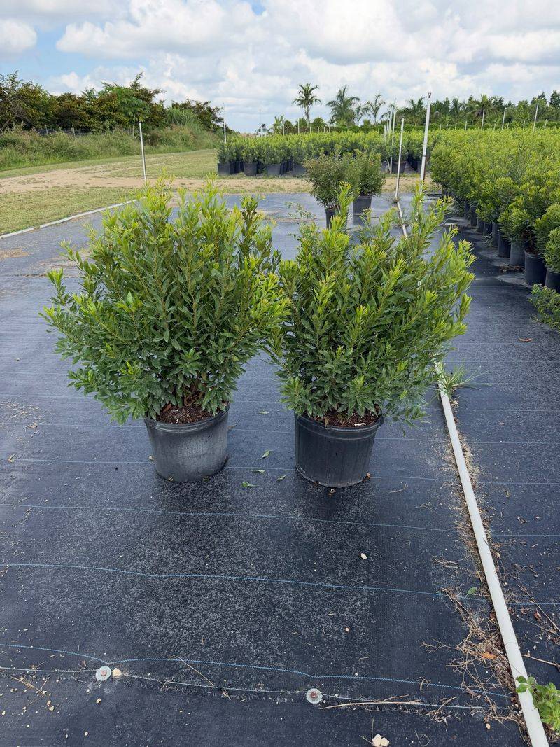 Dwarf Wax Myrtle