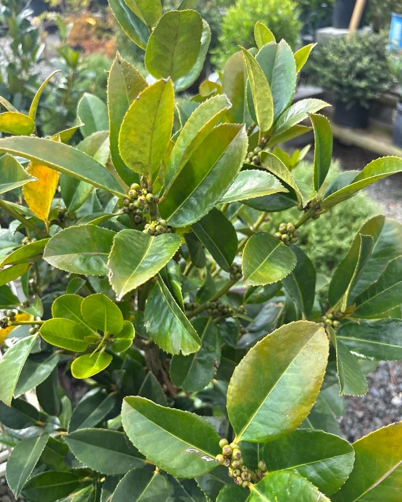 Dwarf Yaupon Holly Dwarf Yaupon Holly