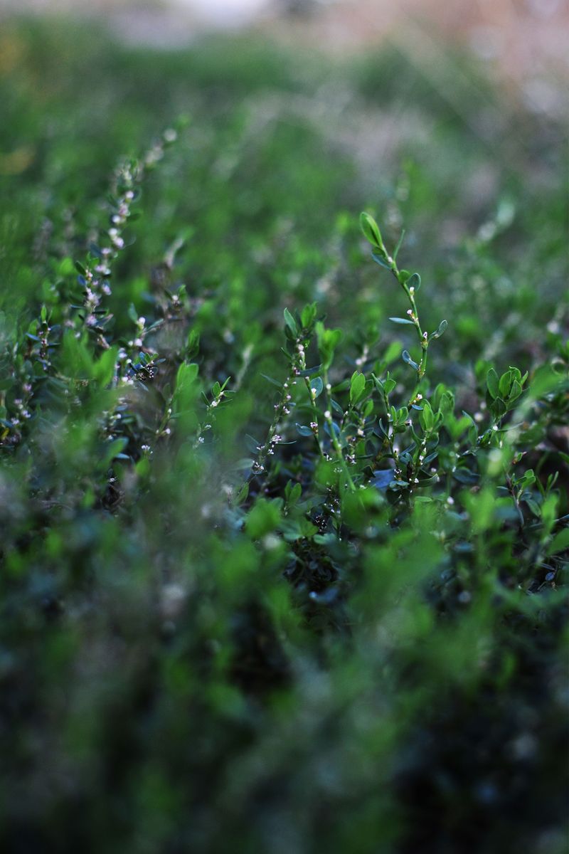 Dwarf Yaupon Holly's Growing Presence In Texas Front Yards