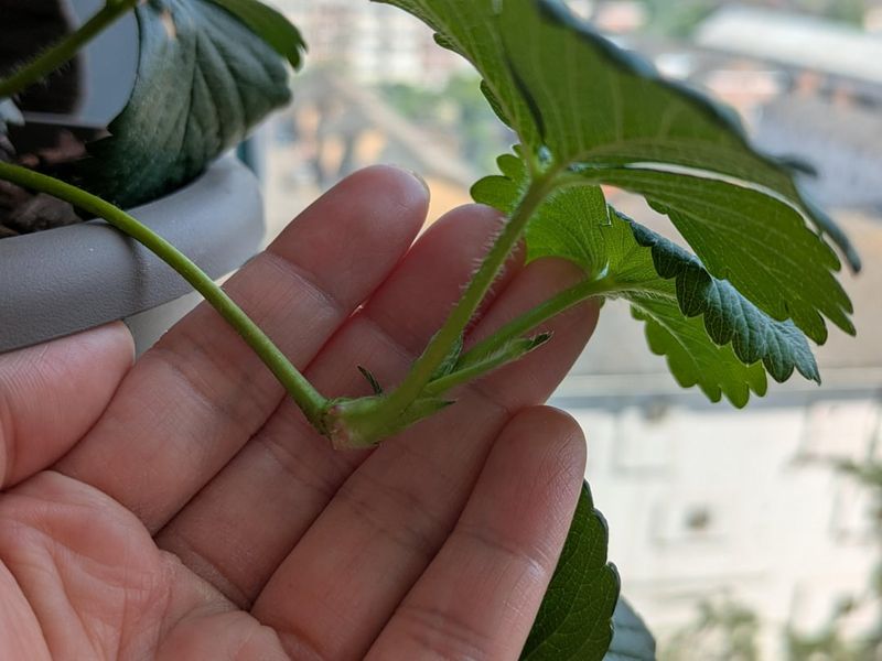 Each Trailing Stem Tip Carries A Clone Of The Parent Plant Each Trailing Stem Tip Carries A Clone Of The Parent Plant