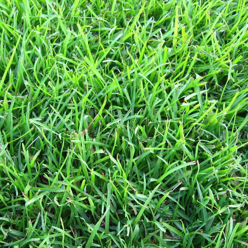 Each Warm Season Grass Has Its Own Best Height